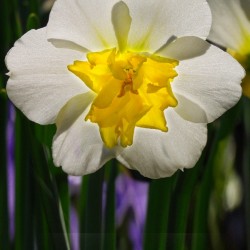 White Daffodil